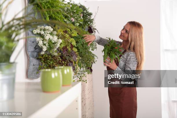woman arranging her green wall - living_walls stock pictures, royalty-free photos & images