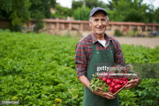 farmer holding basket with vegetables - farmers stock pictures, royalty-free photos & images