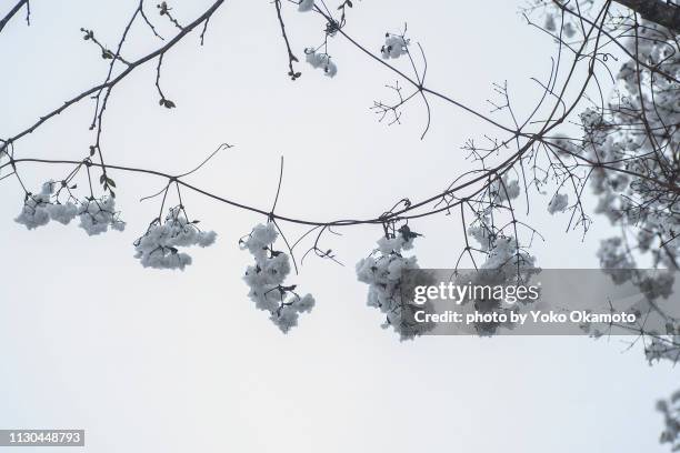 white fluffy vine plant - 繊細 stock-fotos und bilder