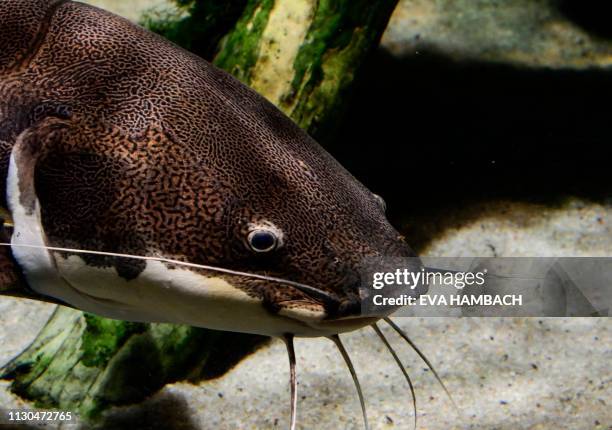 Redtail catfish swims in its habitat at the National Aquarium in Baltimore, Maryland on March 9, 2019.