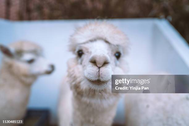 close-up of white alpaca - funny llama stock-fotos und bilder