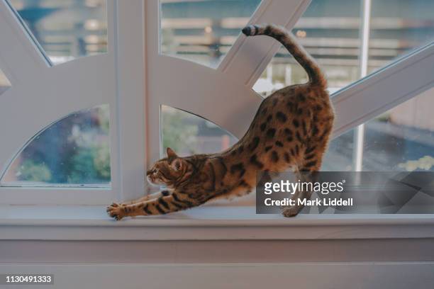 bengal cat stretching on a window ledge - gato bengala fotografías e imágenes de stock