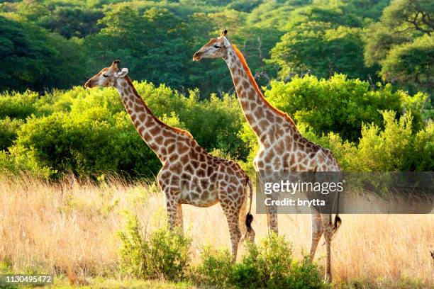 manliga och kvinnliga giraff i hwange nationalpark, zimbabwe - hwange national park bildbanksfoton och bilder