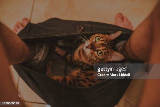 bengal cat sitting in owner's clothes while he uses the toilet - trousers down stock pictures, royalty-free photos & images