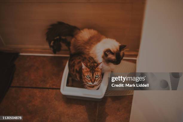 bengal cat and ragdoll cat using the same litter box - litter box stock pictures, royalty-free photos & images