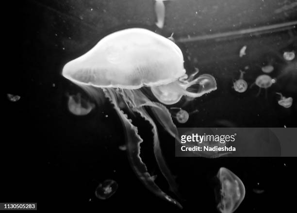 jellyfish underwater - natación stock pictures, royalty-free photos & images