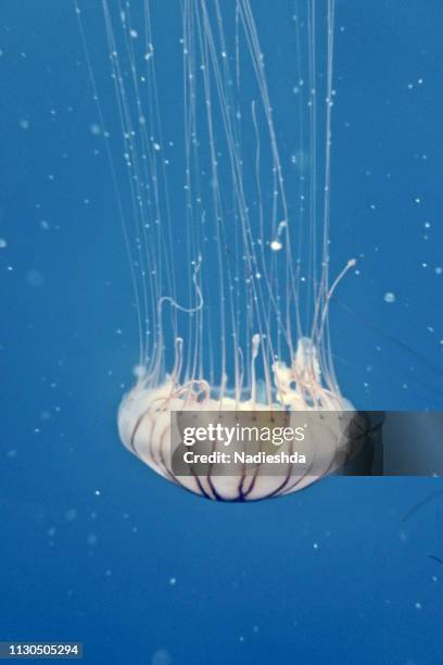 jellyfish underwater - darse un baño - fotografias e filmes do acervo