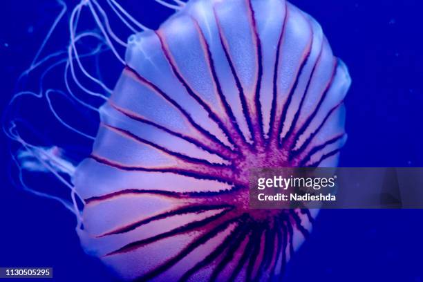 jellyfish underwater - darse un baño - fotografias e filmes do acervo
