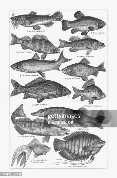 freshwater fishery, wood engravings, published in 1897 - perch fish stock illustrations