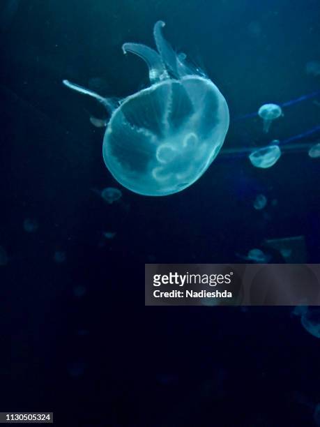 jellyfish underwater - darse un baño 個照片及圖片檔