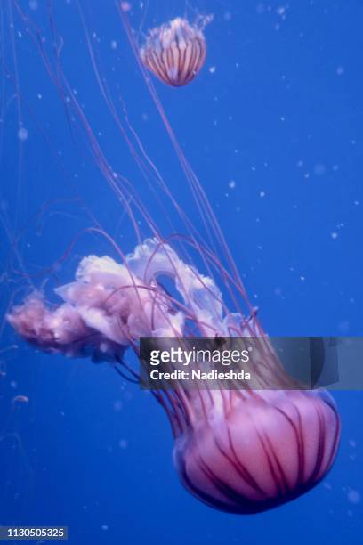 jellyfish underwater - natación stock pictures, royalty-free photos & images