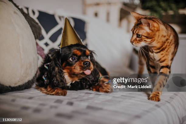 cavalier king charles spaniel dog wearing a party hat sticking his tongue out at bengal cat - cat sticking tongue out stock pictures, royalty-free photos & images