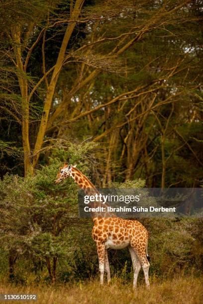 a giraffe in a long shot, eeating and standing - lake nakuru national park bildbanksfoton och bilder