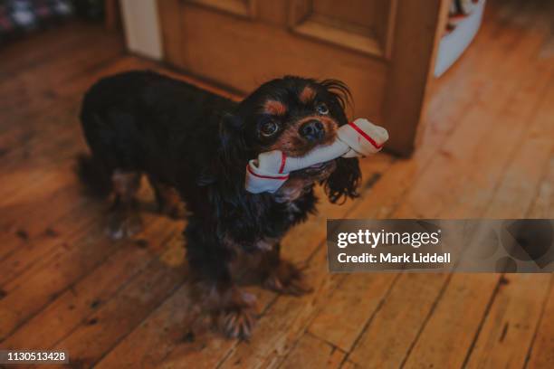 cavalier king charles spaniel dog with a large dog toy in his mouth - dundee scotland stock pictures, royalty-free photos & images