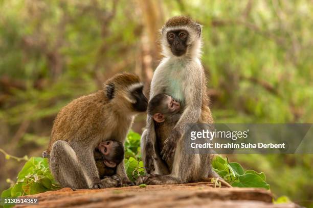 two adult female vervet monkeys with their babies, as one of them spots something - dia bildbanksfoton och bilder