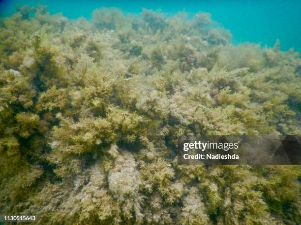 diving underwater in a turquoise mediterranean sea - darse un baño - fotografias e filmes do acervo