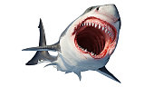 White shark marine predator
