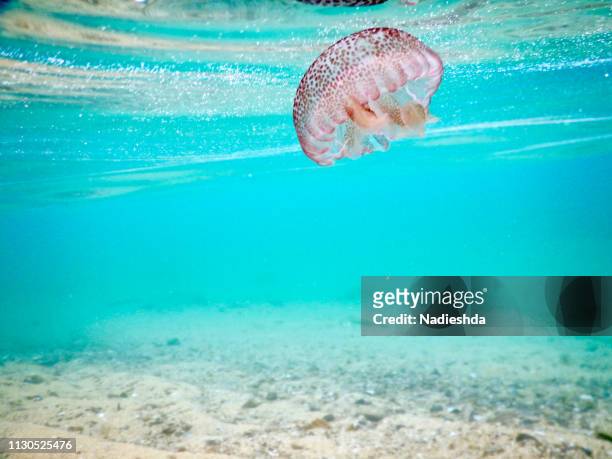 jellyfish underwater - darse un baño 個照片及圖片檔