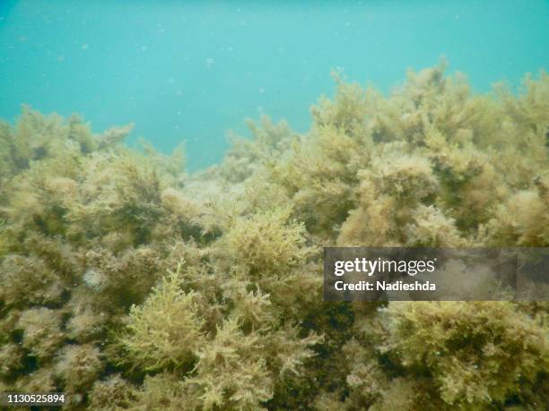 diving underwater in a turquoise mediterranean sea - darse un baño - fotografias e filmes do acervo