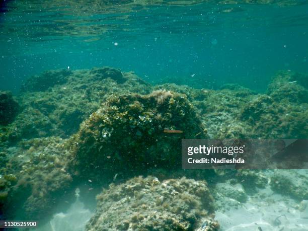 diving underwater in a turquoise mediterranean sea - natación stock pictures, royalty-free photos & images