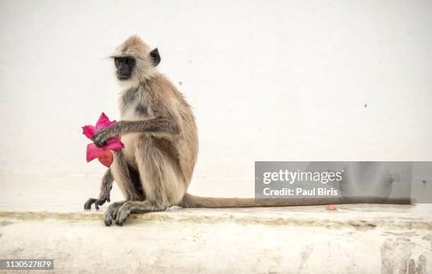 monkey eating the offerings, monkey prepared for valentine's day, mihintale temple, sri lanka - valentine monkey stock-fotos und bilder