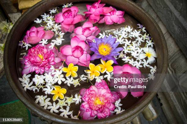 flowers offering at gangaramaya buddhist temple, colombo, sri lanka - colombe stock-fotos und bilder