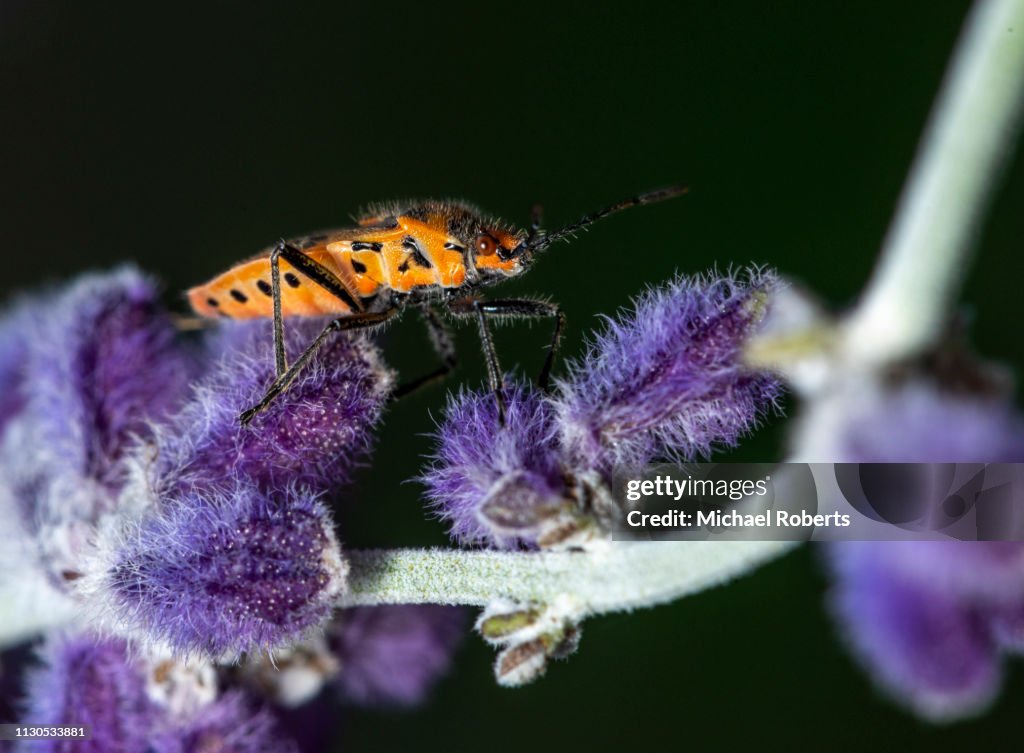 Cinnamon bug (Corizus hyoscyami) perched on Russian sage (Perovskia atriplicifolia) flowers