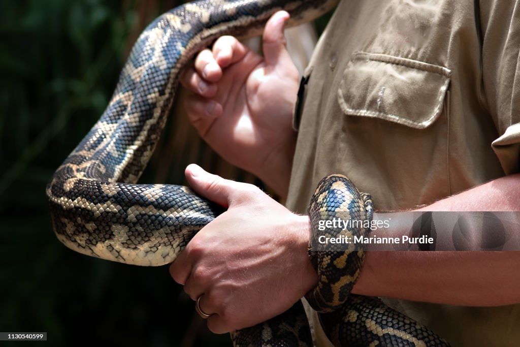 Diamonds python snake