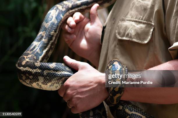 diamonds python snake - black snakeskin stock pictures, royalty-free photos & images