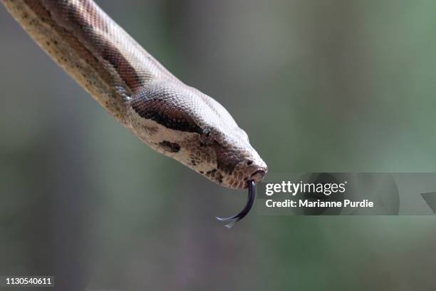 diamonds python snake - schlangenleder stock-fotos und bilder