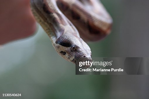 Diamonds python snake Diamonds python snake