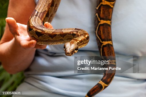 Diamonds python snake Diamonds python snake