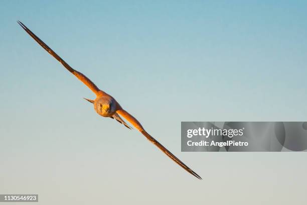 lesser krestel flying - biología stockfoto's en -beelden