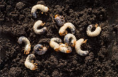 White chafer grub against the background of the soil. Larva of the May beetle.
