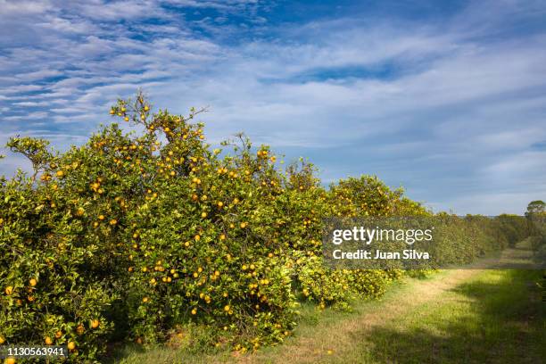 orange grove - pomar de laranja - fotografias e filmes do acervo