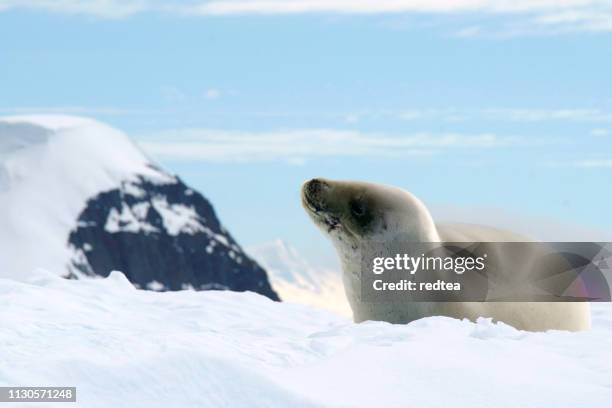 smiling sea lion in antarctica - sea lion stock pictures, royalty-free photos & images