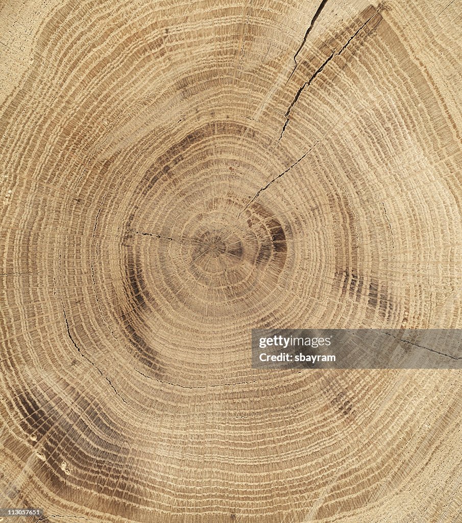 Holz Textur, oak