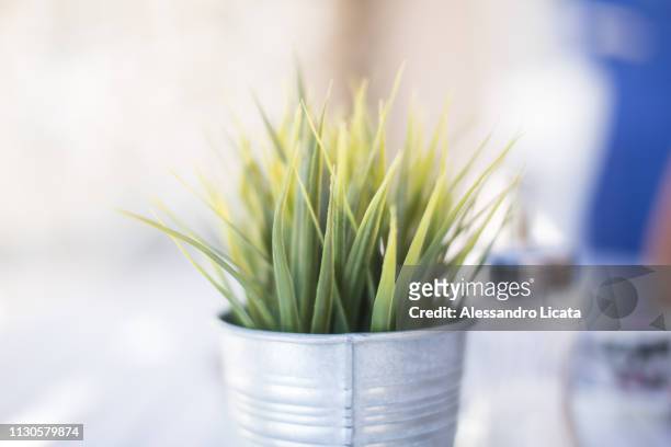 small plant - freschezza 個照片及圖片檔