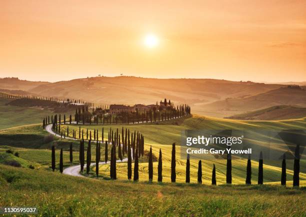 road leading through tuscan landscape at sunset - toskana stock-fotos und bilder