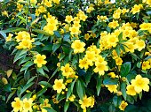 Yellow flowers on vine - Carolina jessamine - jasmine - Jasminum