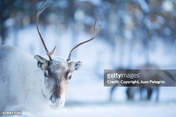 renos en laponia finlandesa - reindeer stockfoto's en -beelden