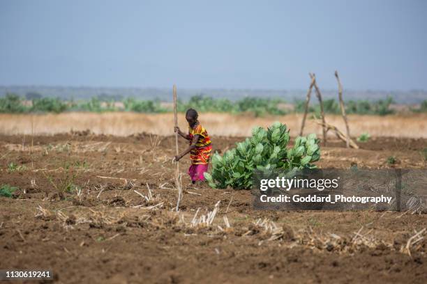 ethiopia: daasanach farming - ethiopian farming stock pictures, royalty-free photos & images