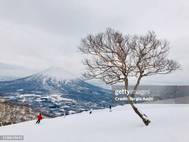 white birch trees and mount yotei at niseko, hokkaido - mount yotei stock pictures, royalty-free photos & images