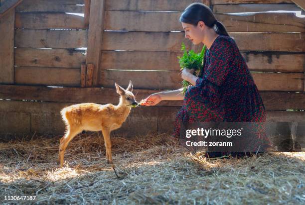 young woman feeding fawn with grass - roe deer female stock pictures, royalty-free photos & images