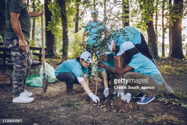 bénévoles plantant un arbre - belonging photos et images de collection