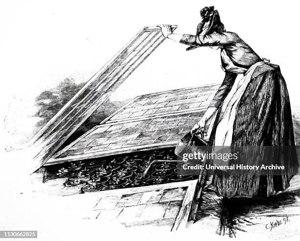 An engraving depicting a female gardener watering plants in a cold frame. At this date, establishments were being set up in France, Germany and...