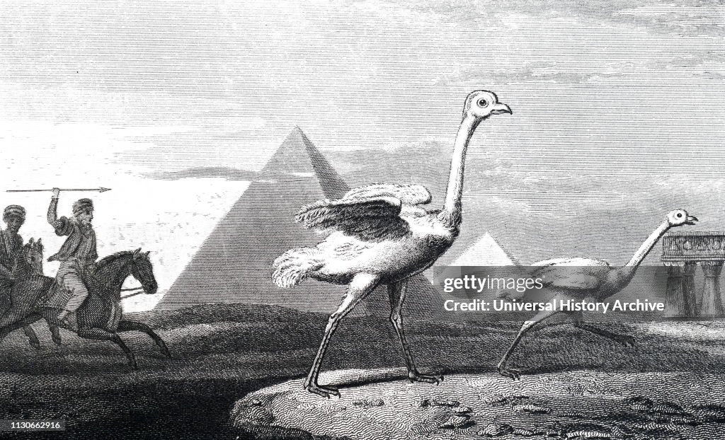 Men hunting ostriches in front of the Pyramids of Giza.