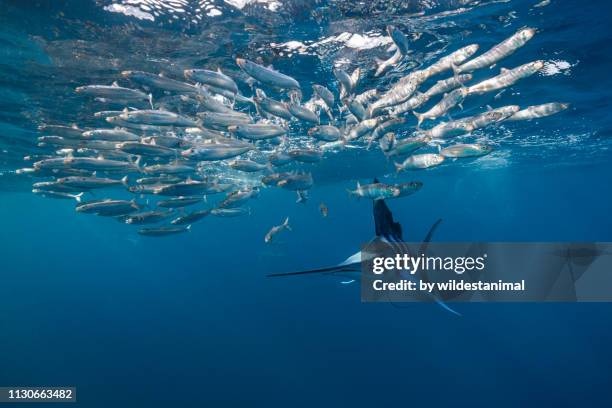 striped marlin hunting sardines, magdalena bay, baja california sur, mexico. - marlin stockfoto's en -beelden