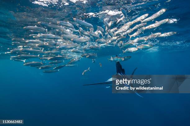striped marlin hunting sardines, magdalena bay, baja california sur, mexico. - marlins stock pictures, royalty-free photos & images