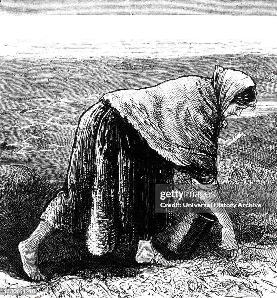 An engraving commenting on famine in Ireland- a woman collects seaweed for food on the west coast. Dated 19th century.